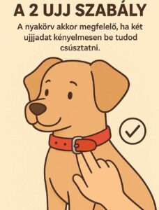 Hogyan válassz megfelelő nyakörvet a kutyádnak?