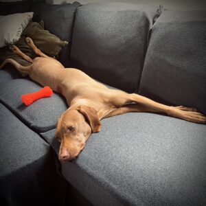 a tökéletes kutyafekhely kiválasztása