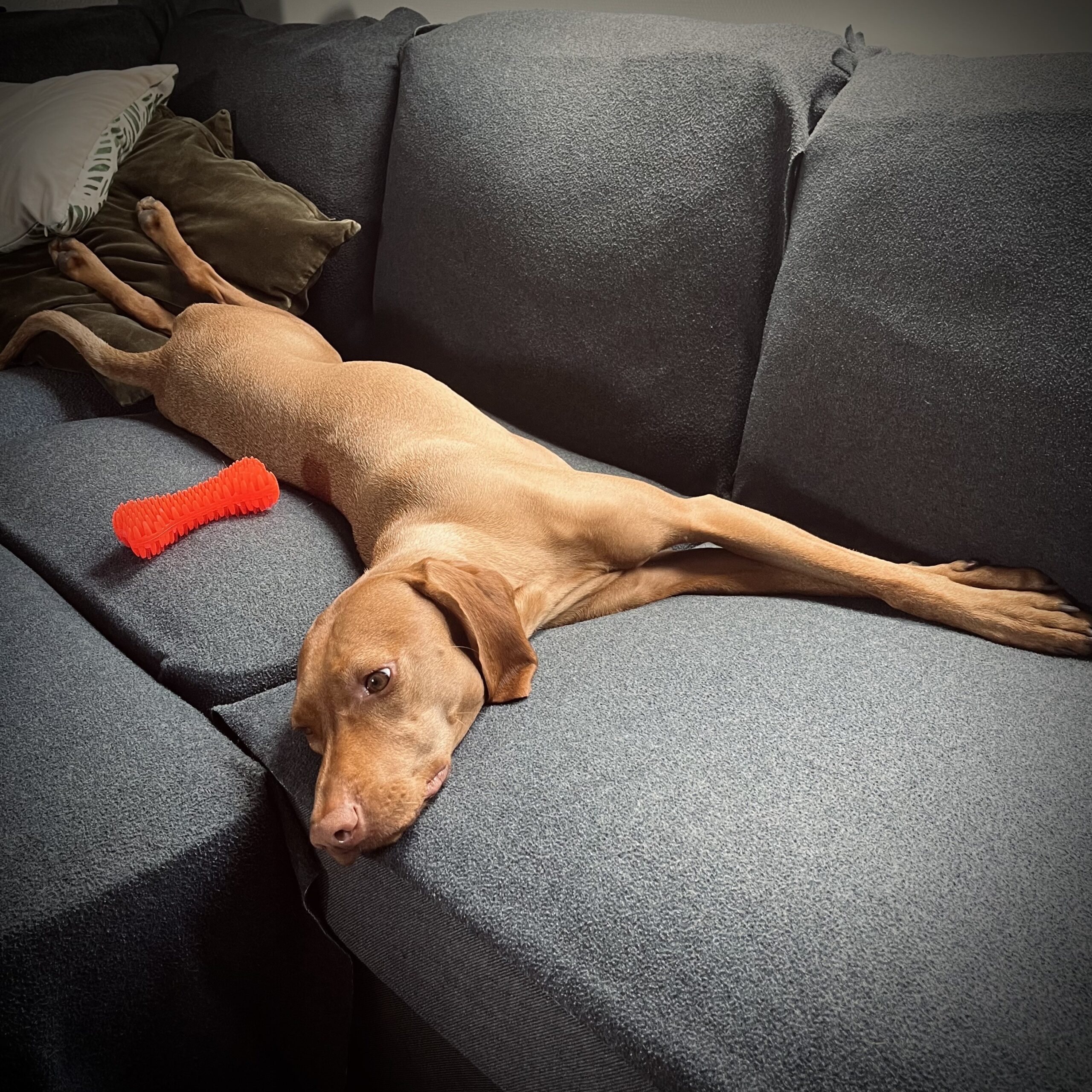 a tökéletes kutyafekhely kiválasztása