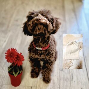 Ebretedd bilétatartó nyakörv1