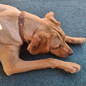 Ebretedd bilétatartó nyakörv2