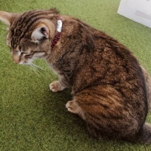 Ebretedd bilétatartó nyakörv3