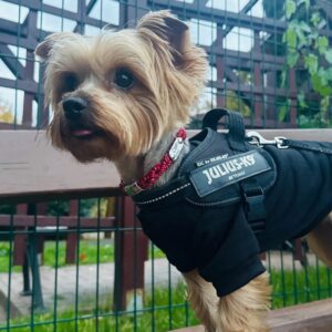 Ebretedd bilétatartó nyakörv4