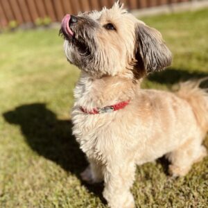 Ebretedd bilétatartó nyakörv5