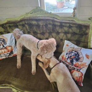 Ebretedd bilétatartó nyakörv6