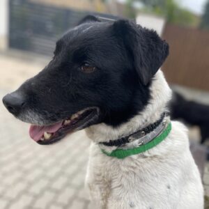 Ebretedd bilétatartó nyakörv7