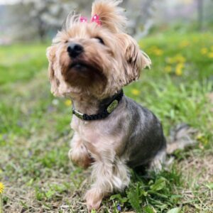 Ebretedd bilétatartó nyakörv8